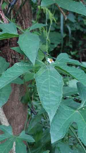 Gac(Momordica cochinchinensis)