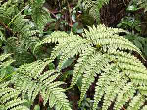 Momachosorum henry(Monachosorum henryi)