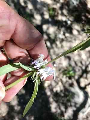 Lemon beebalm(Monarda citriodora)