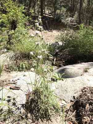 Lemon beebalm(Monarda citriodora)