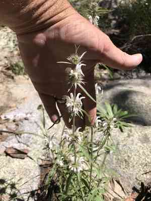 Lemon beebalm(Monarda citriodora)
