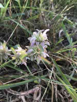 Lemon beebalm(Monarda citriodora)