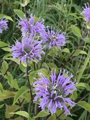 Wild bergamot(Monarda fistulosa)