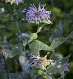 Wild bergamot(Monarda fistulosa)