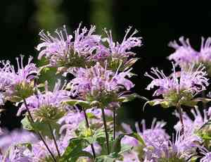 Wild bergamot(Monarda fistulosa)
