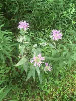 Wild bergamot(Monarda fistulosa)