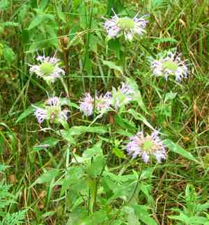 Wild bergamot(Monarda fistulosa)