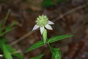 Redpurple beebalm(Monarda russeliana)