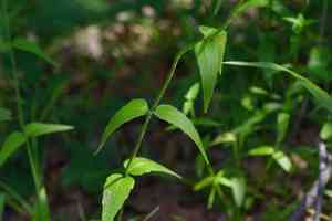 Redpurple beebalm(Monarda russeliana)