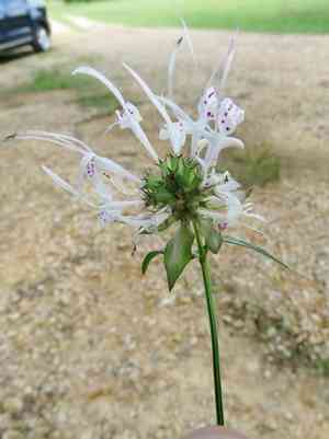 Redpurple beebalm(Monarda russeliana)