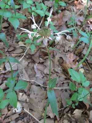 Redpurple beebalm(Monarda russeliana)