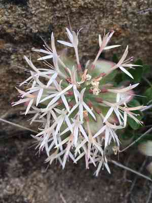 Yellow monardella(Monardella nana)