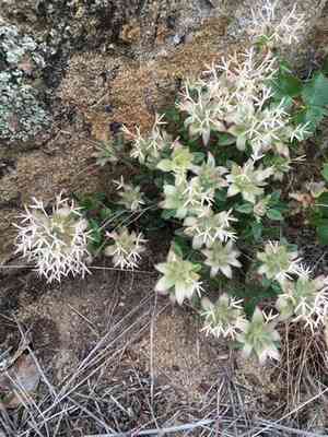 Yellow monardella(Monardella nana)