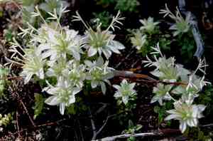 Yellow monardella(Monardella nana)