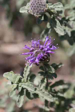 Curlyleaf monardella(Monardella undulata)