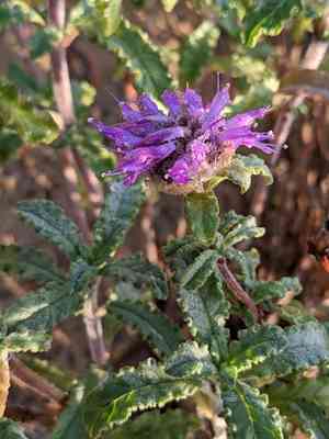 Curlyleaf monardella(Monardella undulata)