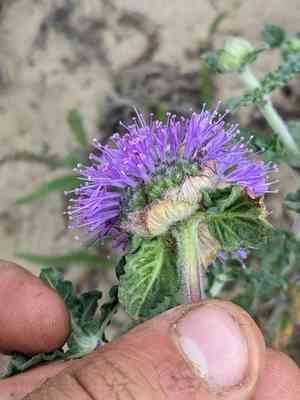 Curlyleaf monardella(Monardella undulata)