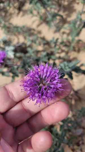 Curlyleaf monardella(Monardella undulata)