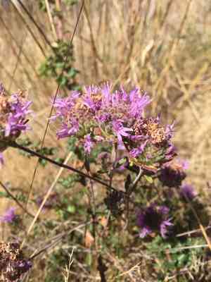 Coyote Mint(Monardella villosa)