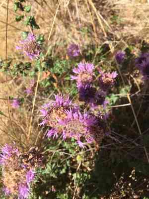 Coyote Mint(Monardella villosa)