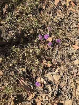 Coyote Mint(Monardella villosa)
