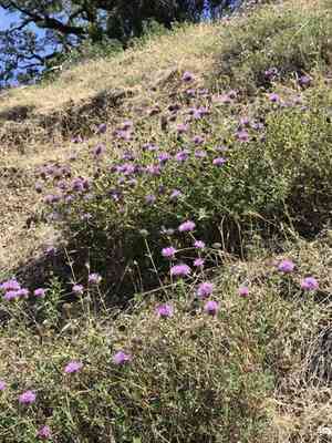 Coyote Mint(Monardella villosa)