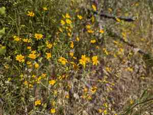 Woodland monolopia(Monolopia gracilens)