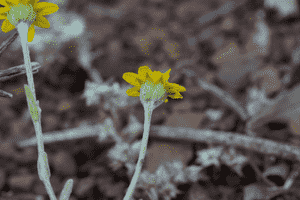 Woodland monolopia(Monolopia gracilens)