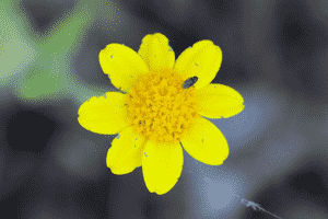 Woodland monolopia(Monolopia gracilens)