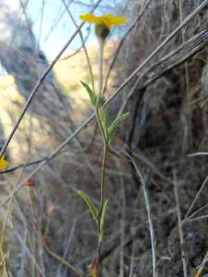 Woodland monolopia(Monolopia gracilens)