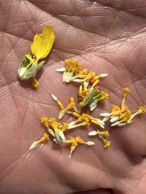 Common monolopia(Monolopia lanceolata)