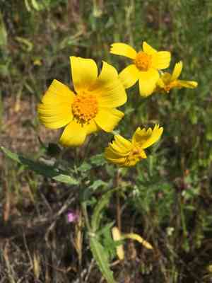 Common monolopia(Monolopia lanceolata)