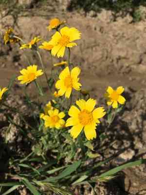Common monolopia(Monolopia lanceolata)