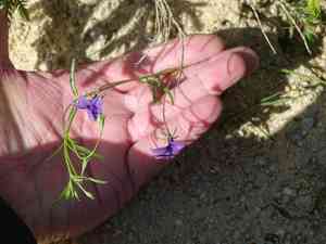 Monopsis unidentata(Monopsis unidentata)