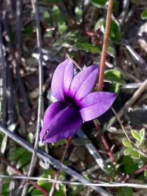Monopsis unidentata(Monopsis unidentata)