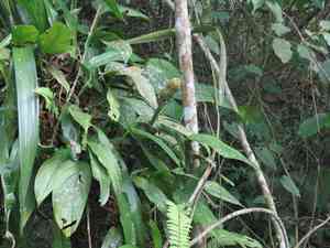 Monstera obliqua(Monstera obliqua)