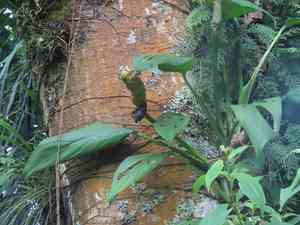 Monstera obliqua(Monstera obliqua)