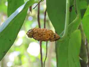 Monstera obliqua(Monstera obliqua)