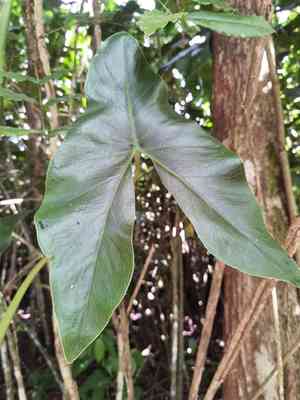 Yautia madera(Montrichardia arborescens)