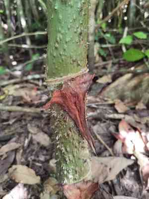 Yautia madera(Montrichardia arborescens)