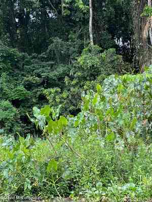 Yautia madera(Montrichardia arborescens)