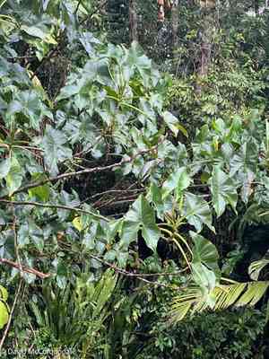 Yautia madera(Montrichardia arborescens)