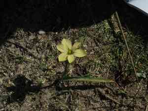 Cape tulip(Moraea collina)