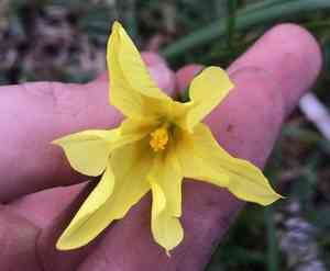 Cape tulip(Moraea collina)