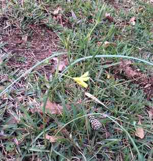 Cape tulip(Moraea collina)