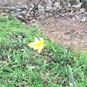 Cape tulip(Moraea collina)