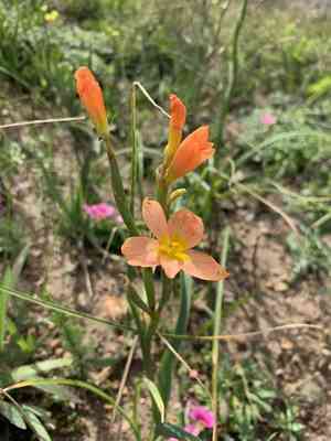 Two-leaf cape tulip(Moraea miniata)