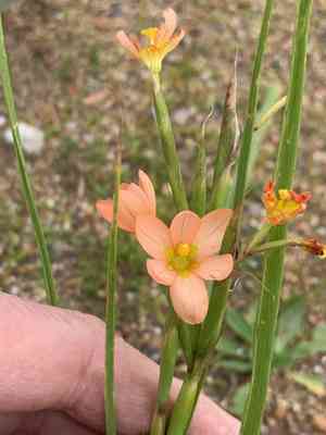 Two-leaf cape tulip(Moraea miniata)
