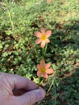 Two-leaf cape tulip(Moraea miniata)