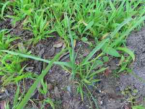 Two-leaf cape tulip(Moraea miniata)
